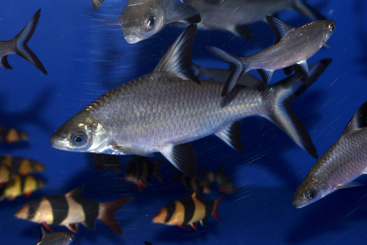 新品 シルバーシャーク 約ｃｍ 1匹 A の落札情報詳細 ヤフオク落札価格情報 オークフリー スマートフォン版