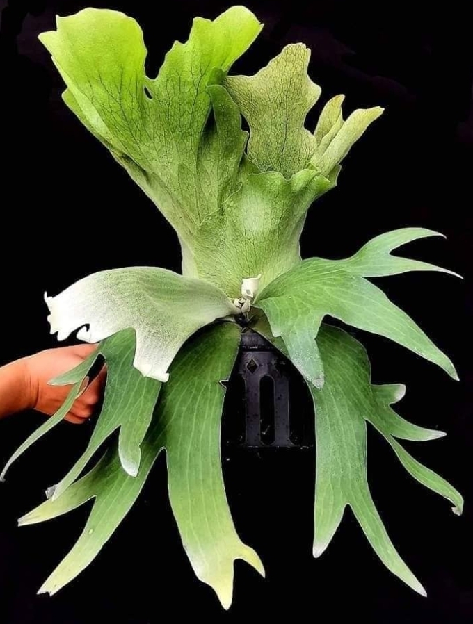 未使用】P.wallichii × P.willinckii @bikamori.com ビカクシダ の落札