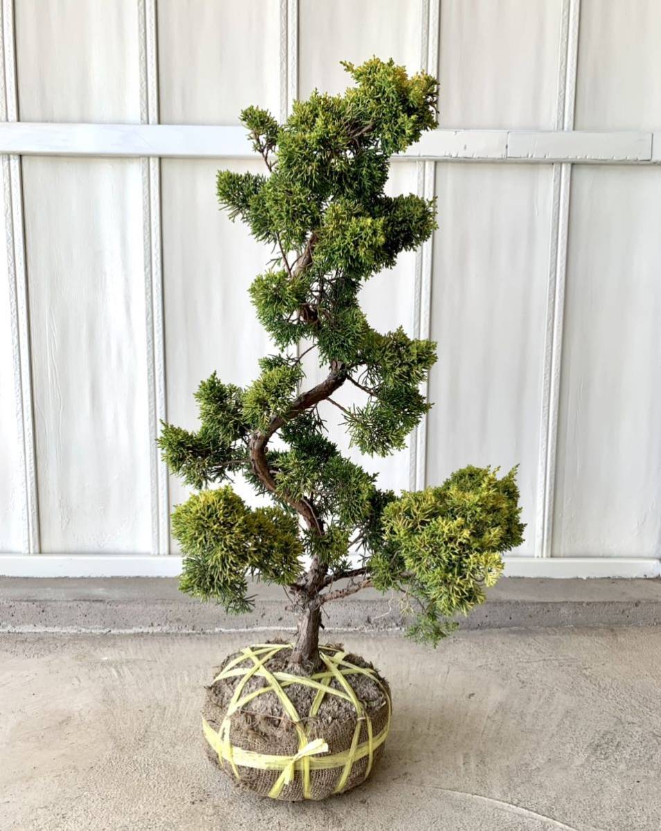 五葉松》五葉松盆栽 五葉松 盆栽 古幹/ 真柏 黒松 赤松 杜松 盆栽鉢