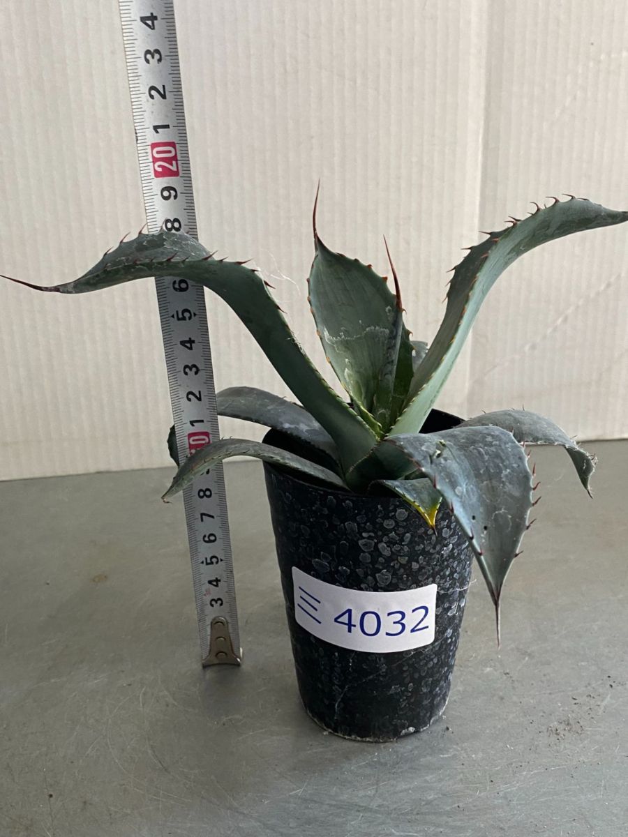 アガベ　コロラータ　シュプリーム Agave colorata 'Supreme'アガベ コロラータ シュプリーム