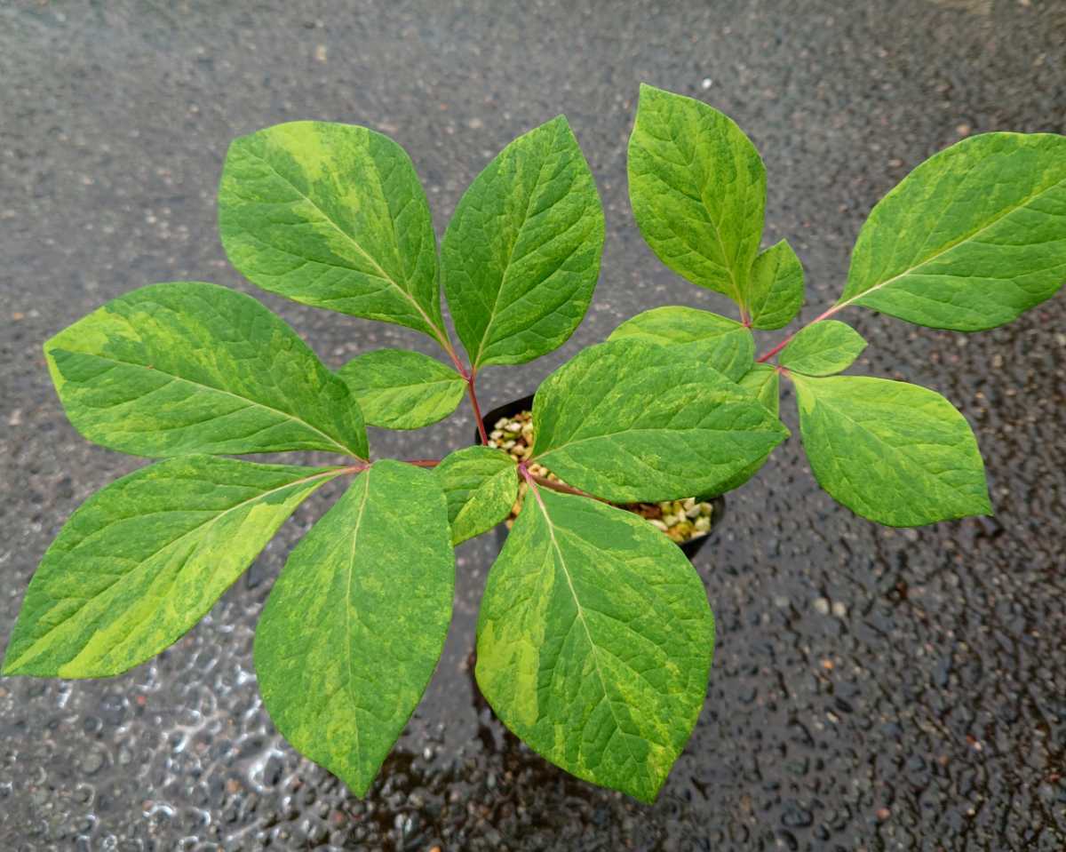 斑入り山野草 斑入りヤマシャクヤク 黄葉 Www Amrapalihotel Com