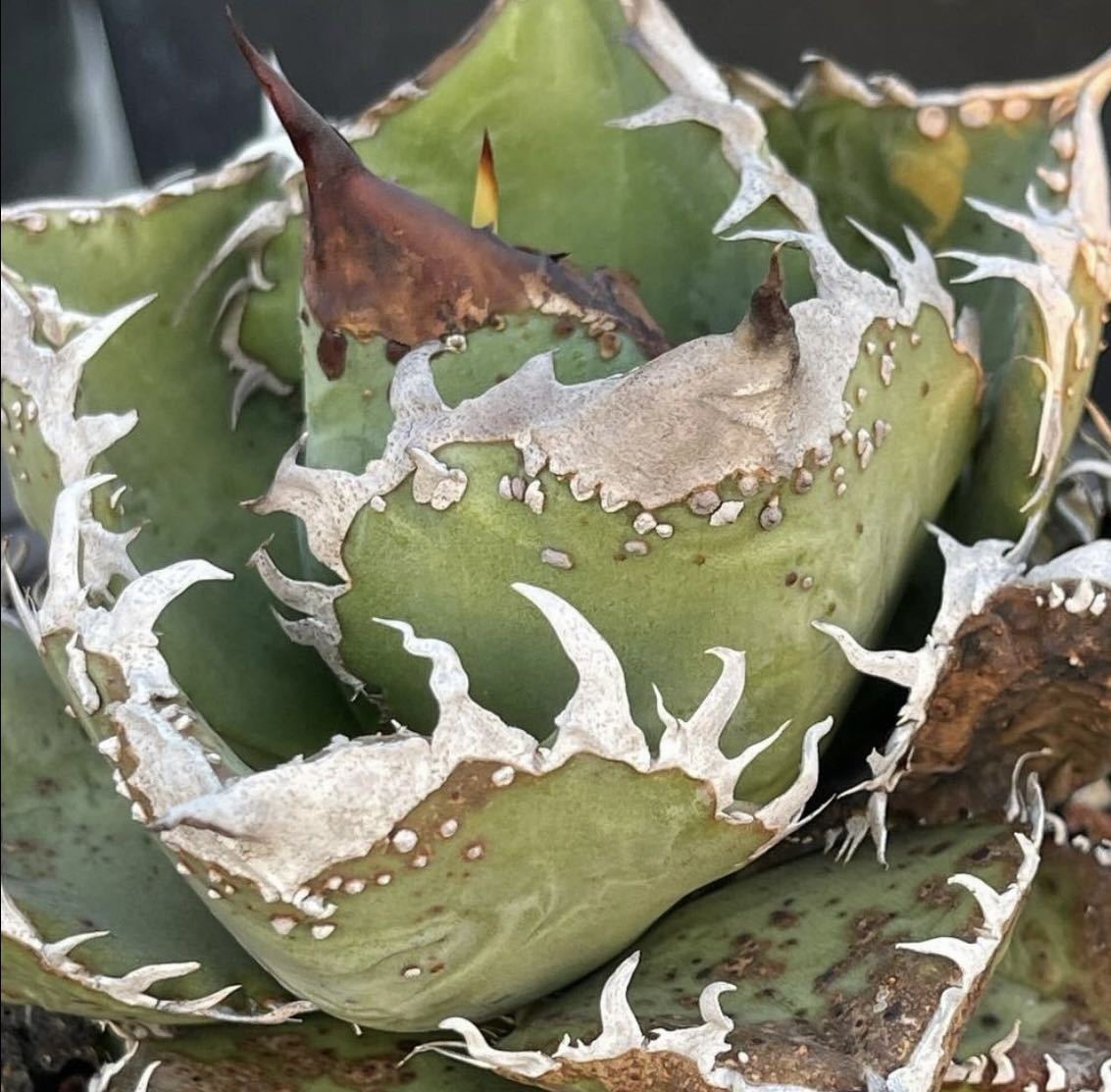 アガベ　チタノタ　流星　ブツブツ　中株 アガベ・チタノタ 流星(台湾Lize産)-001｜agave titanota Meteor
