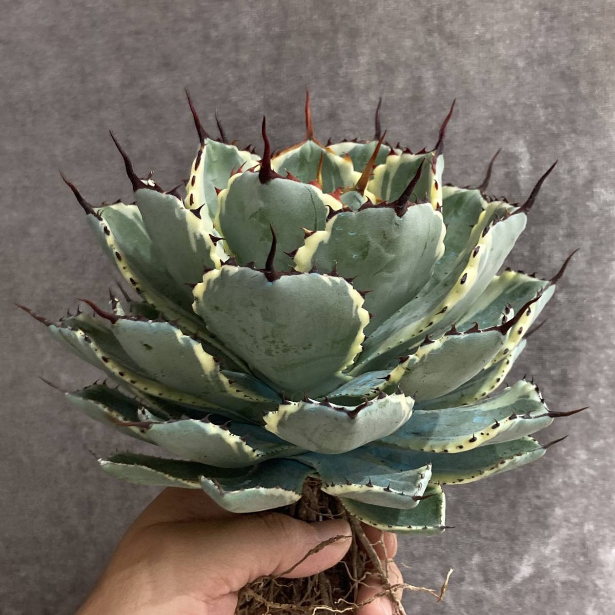 多肉植物 吉祥冠錦 大株 抜き苗