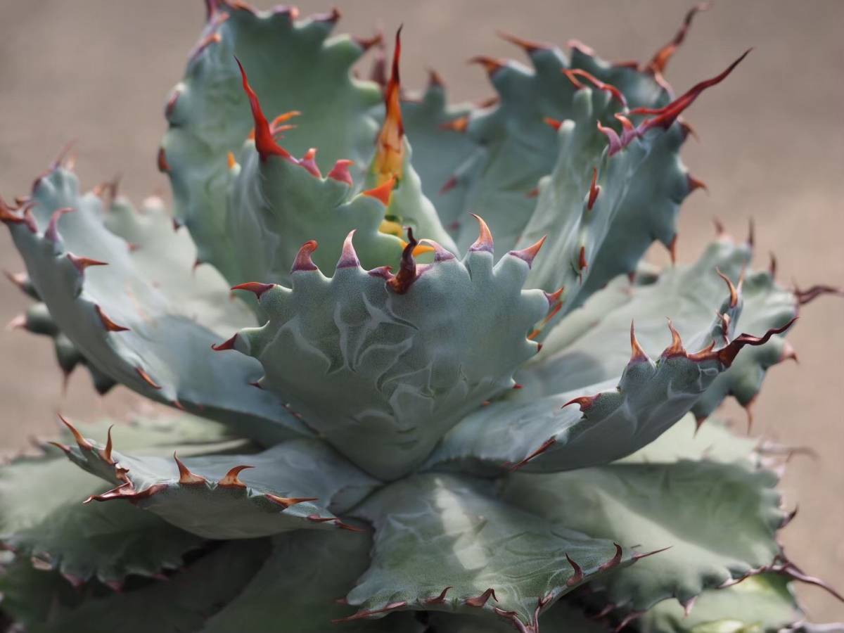 アガベ （スポーン×イシスメンシス）×グアダラハラナ アガベ