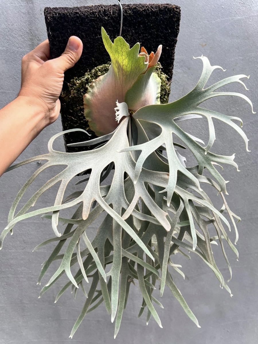 ビカクシダ ジェイドガール P. willinckii 'Jade Girl' spore