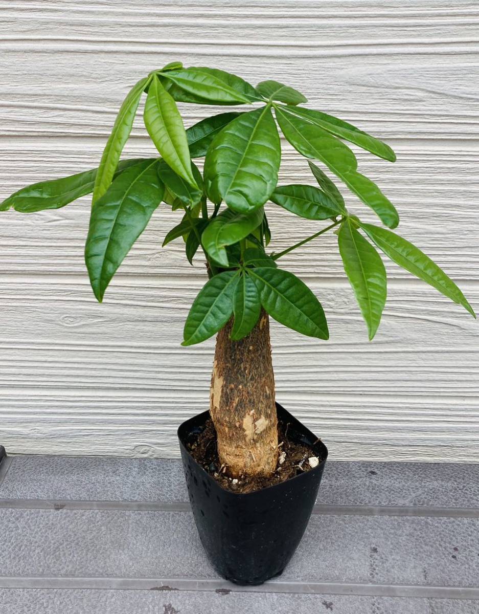 第4種郵便速達指定ポスト投函 パキラの種10個 8月8 9日に裂果 その35 次でお終い 補償はできませんノークレームノーリターンで 高価値 次でお終い