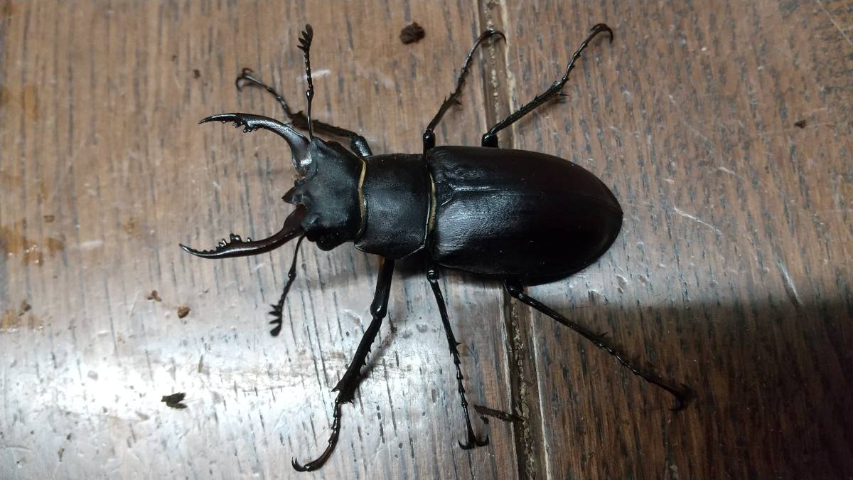 標本 トルコ産 ユダイクスミヤマクワガタ 92．8ミリ 飼育品。