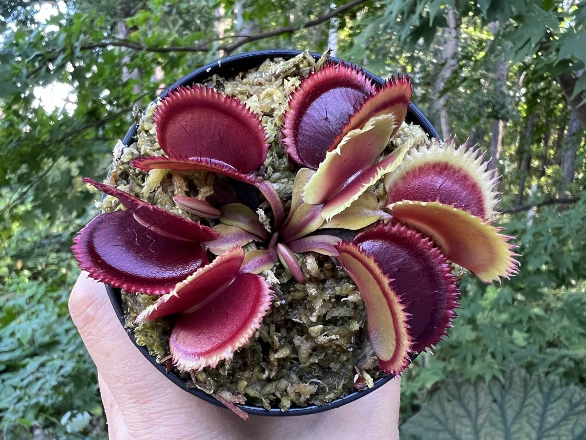 Muscipula 食虫植物 Dionaea ハエトリソウ ディオネアマスシプラ Cox 2号 ドラキュラ Trev Ex ハエトリグサ オリジナル Dracula Escoteirosgo Org Br