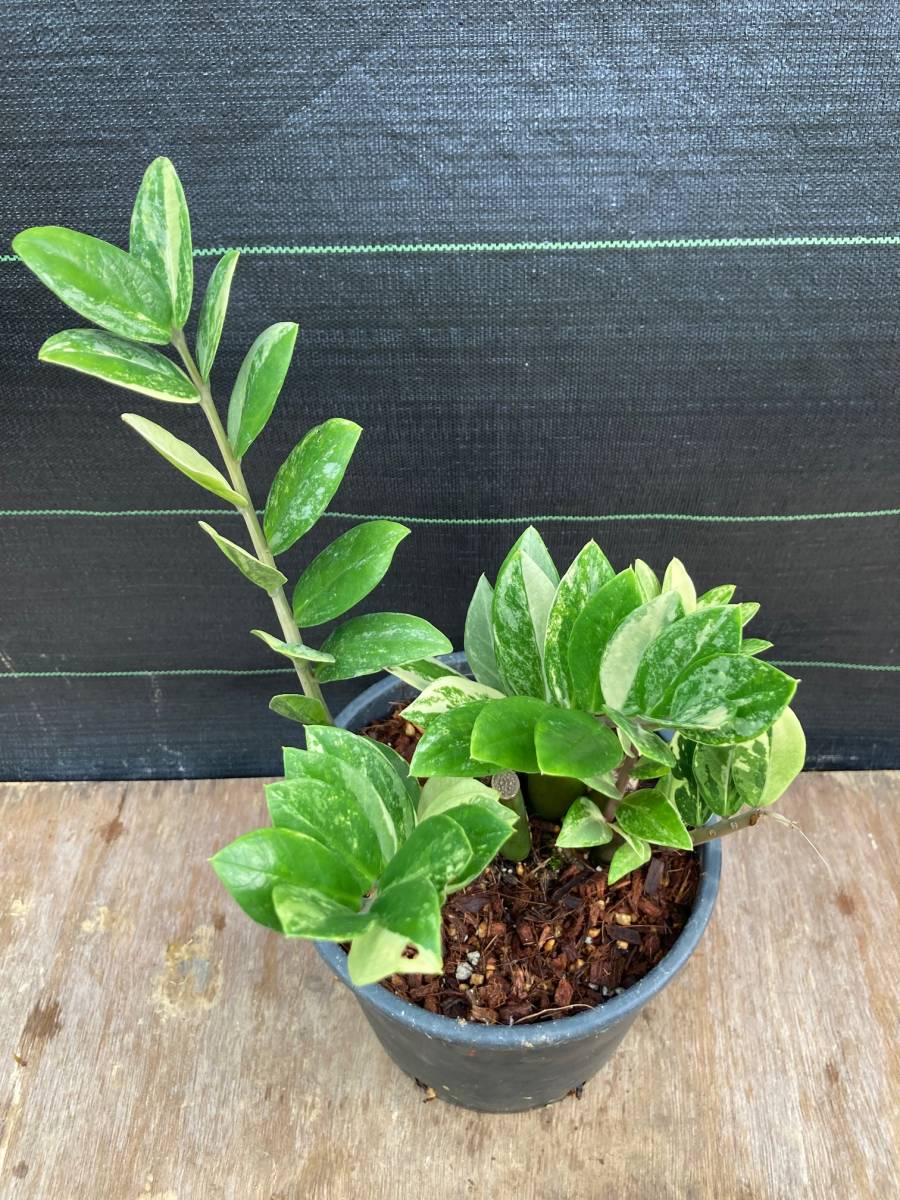 在庫なし。黒いザミオクルカス 斑入り