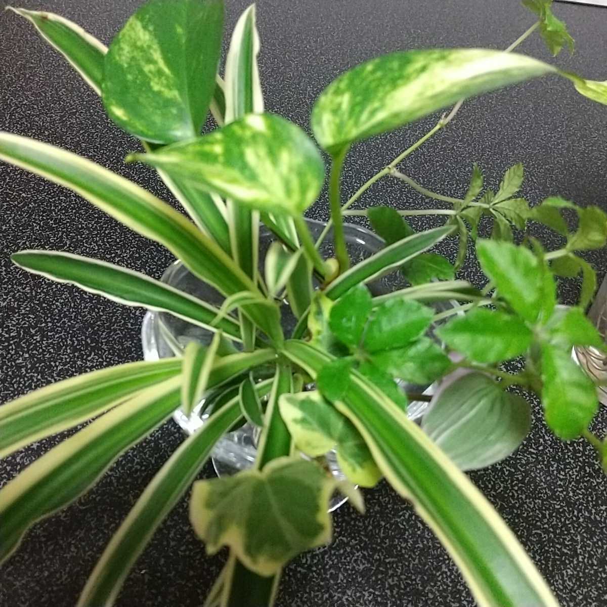 オリヅルラン 斑入り 観葉植物 カット苗 水耕栽培 不満