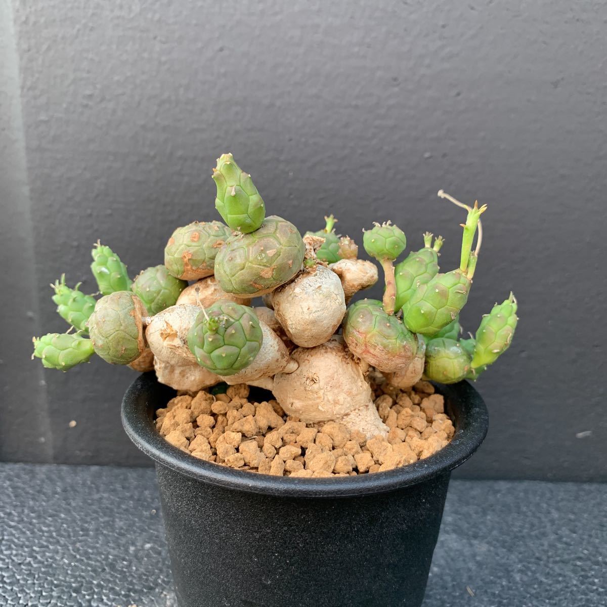 やや傷や汚れあり】③ユーフォルビア・グロボーサ（Euphorbia globosa