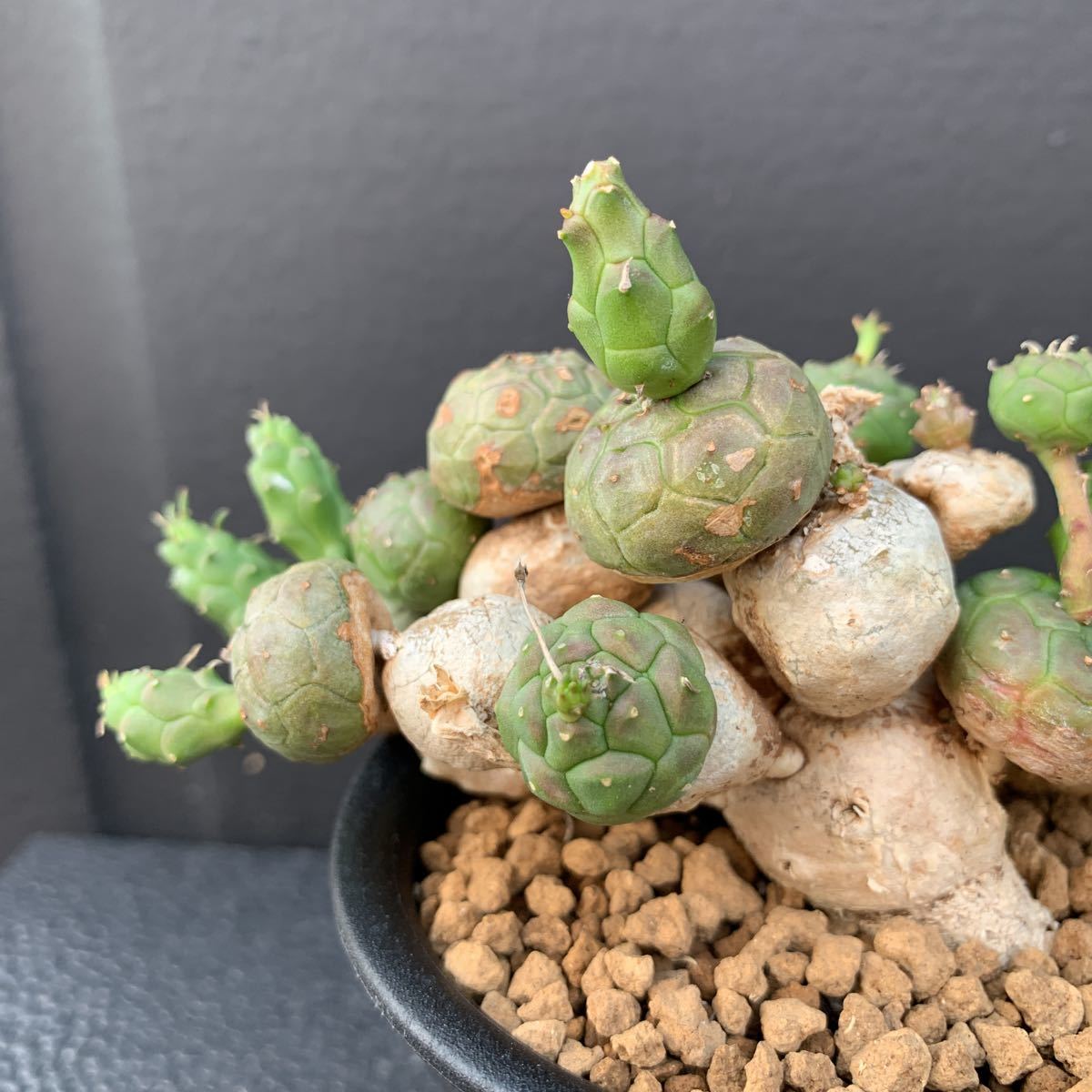 やや傷や汚れあり】③ユーフォルビア・グロボーサ（Euphorbia globosa