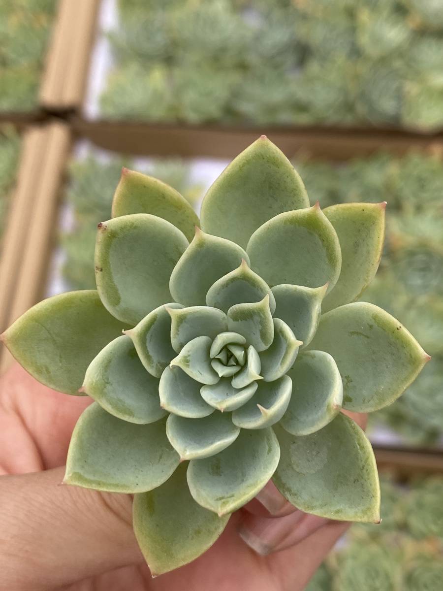 22 エケベリア 25個 パンジーecheveria Pansy 多肉植物 観葉植物 超美苗 Dclnigeria Com