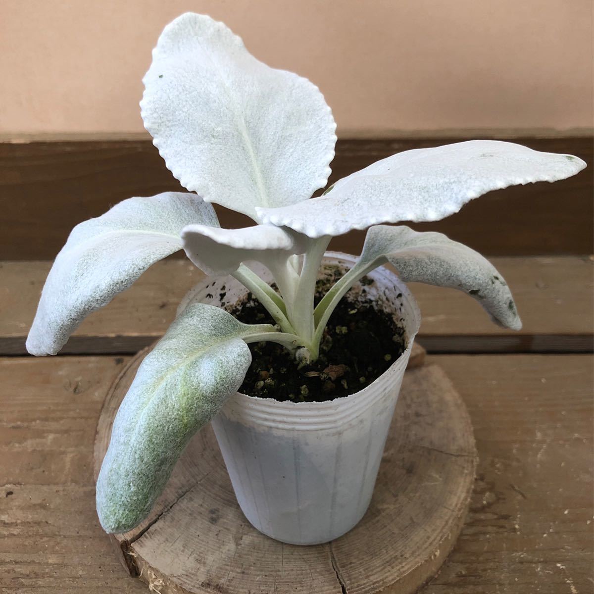 新品 新品 かわいい小学生絵の具セット エンジェルウィングス の落札情報詳細 ヤフオク落札価格情報 オークフリー スマートフォン版