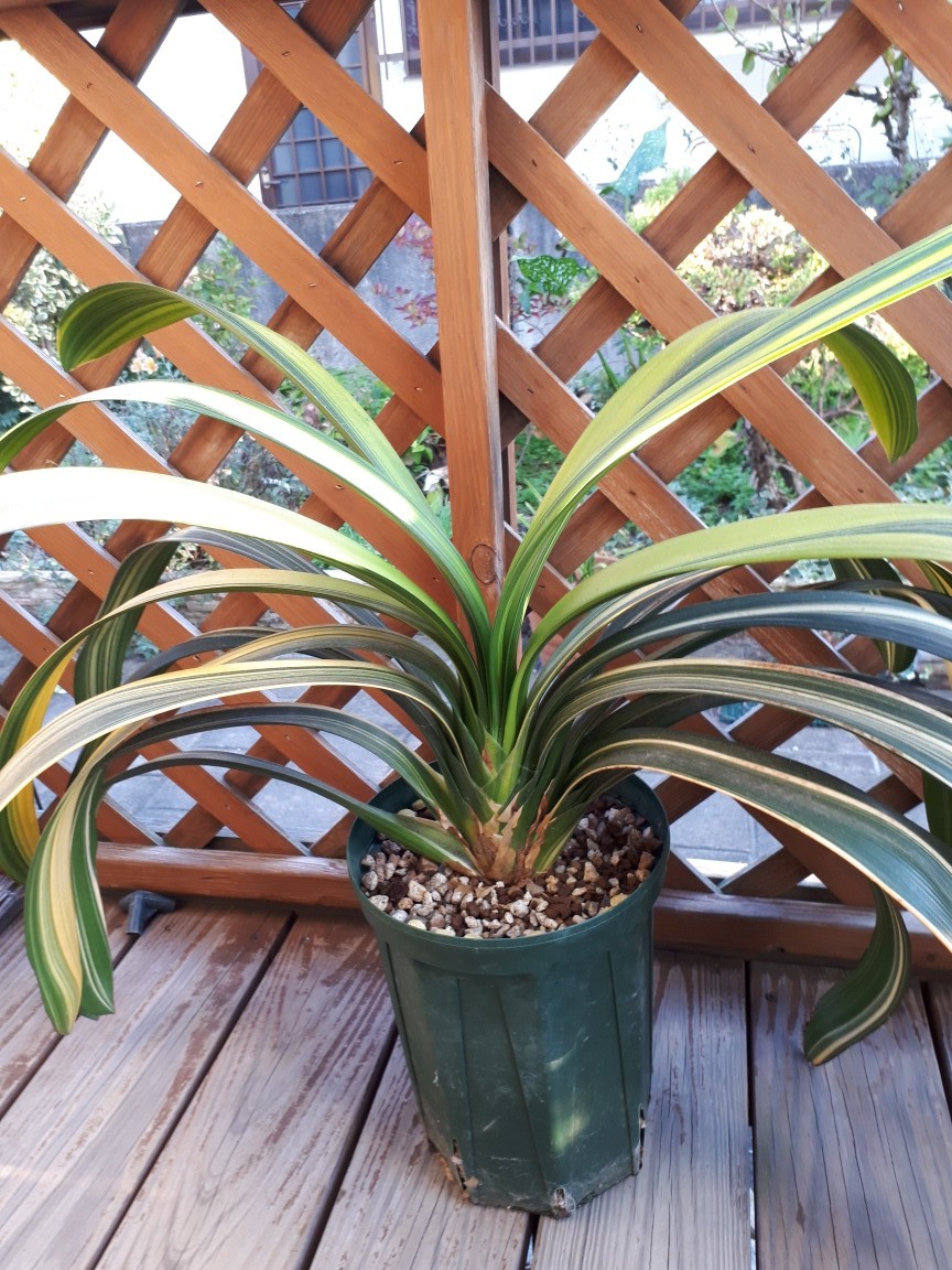 斑入り君子蘭（クンシラン）関の縞