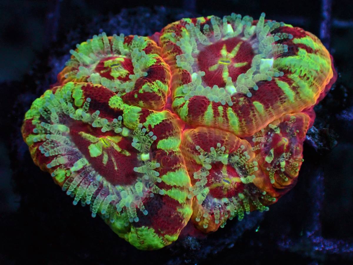 【未使用】【AJISAI】＊激美＊『カクオオトゲキクメイシ』(Milky Micromussa) / ハロウィンSALE!! A5 サンゴ