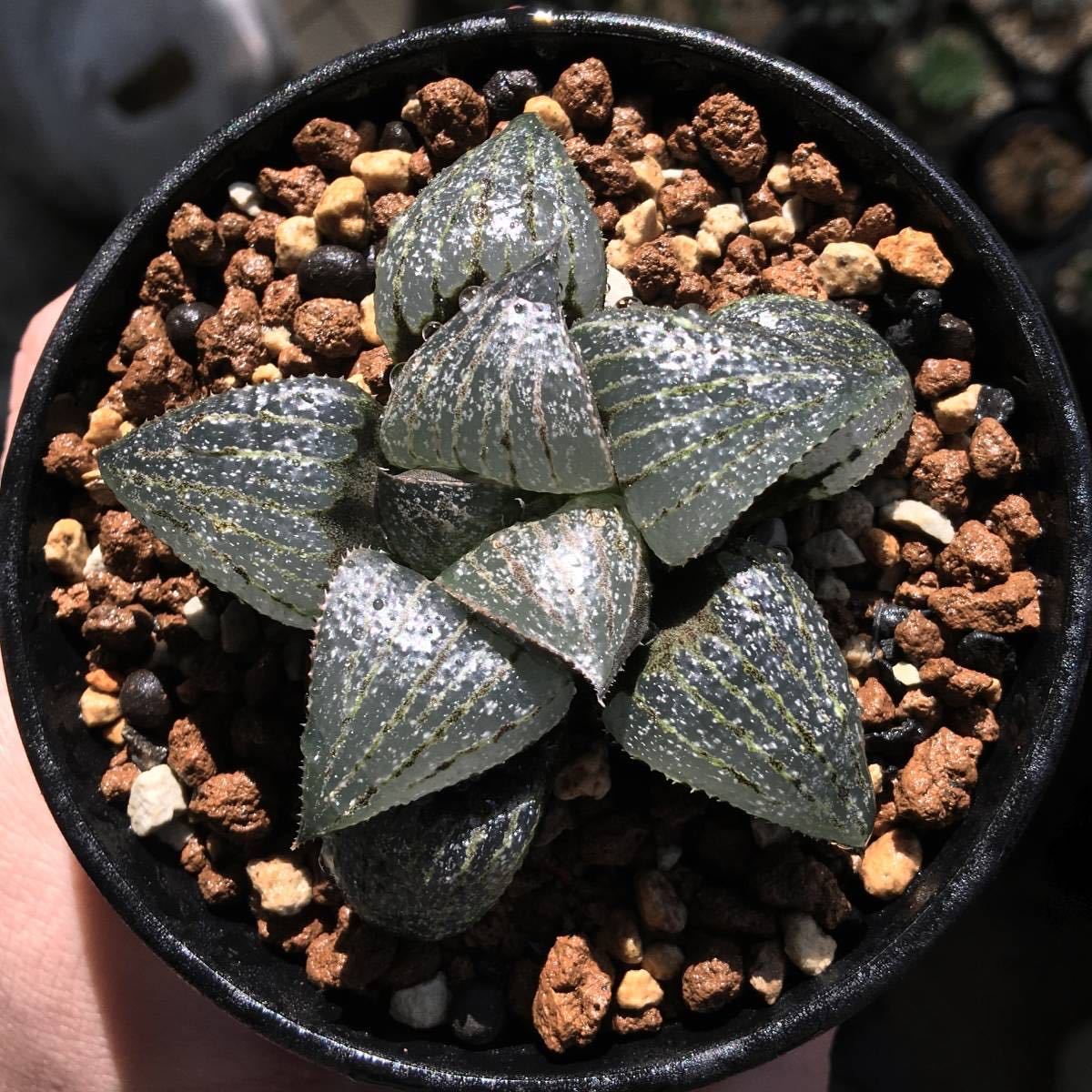 多肉植物 ハオルチア スプレンデンス ハイブリッド 3本全部抜き苗 14c