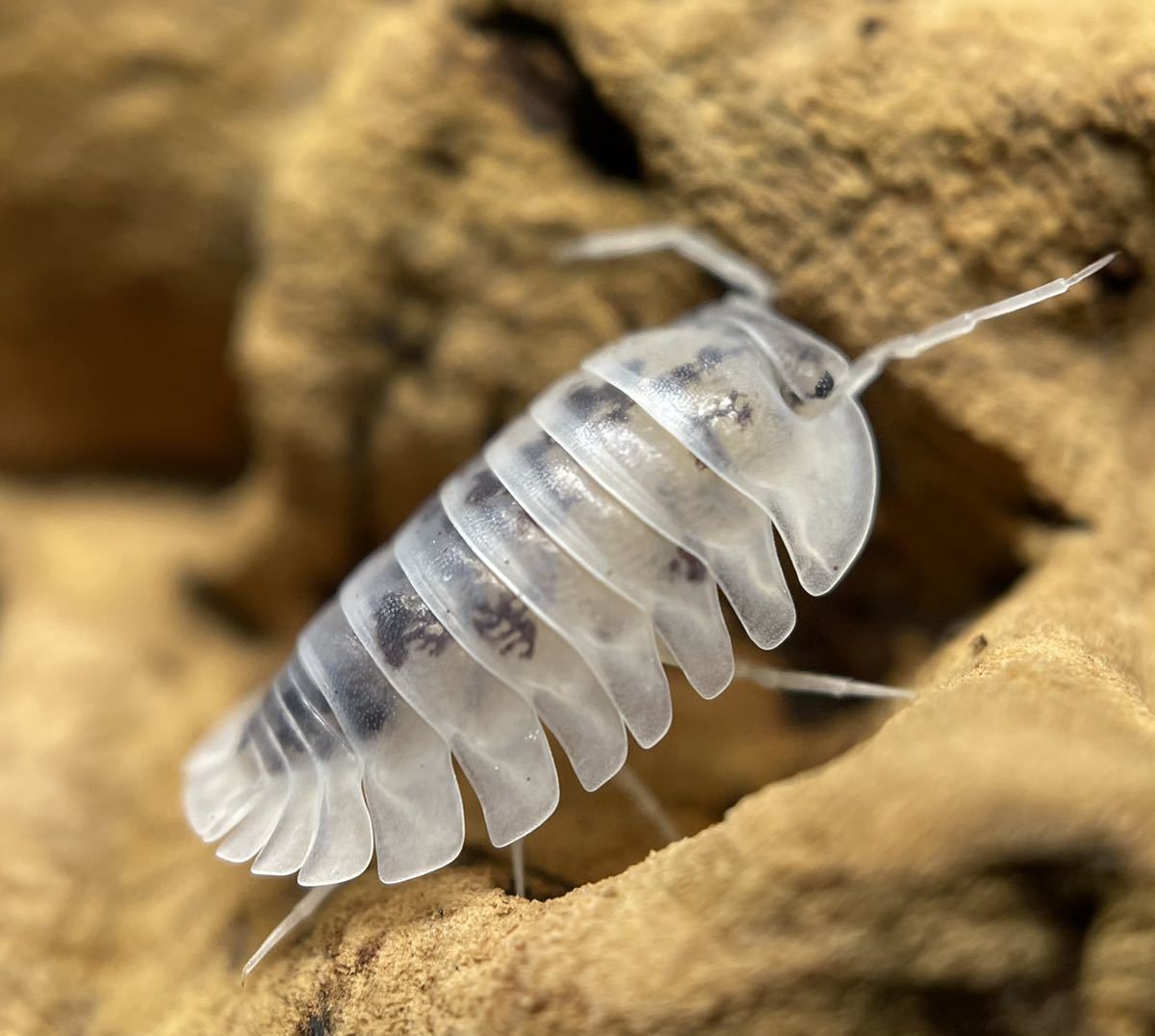 レッドヘッドスパイキー ダンゴムシ トゲトゲ 希少種