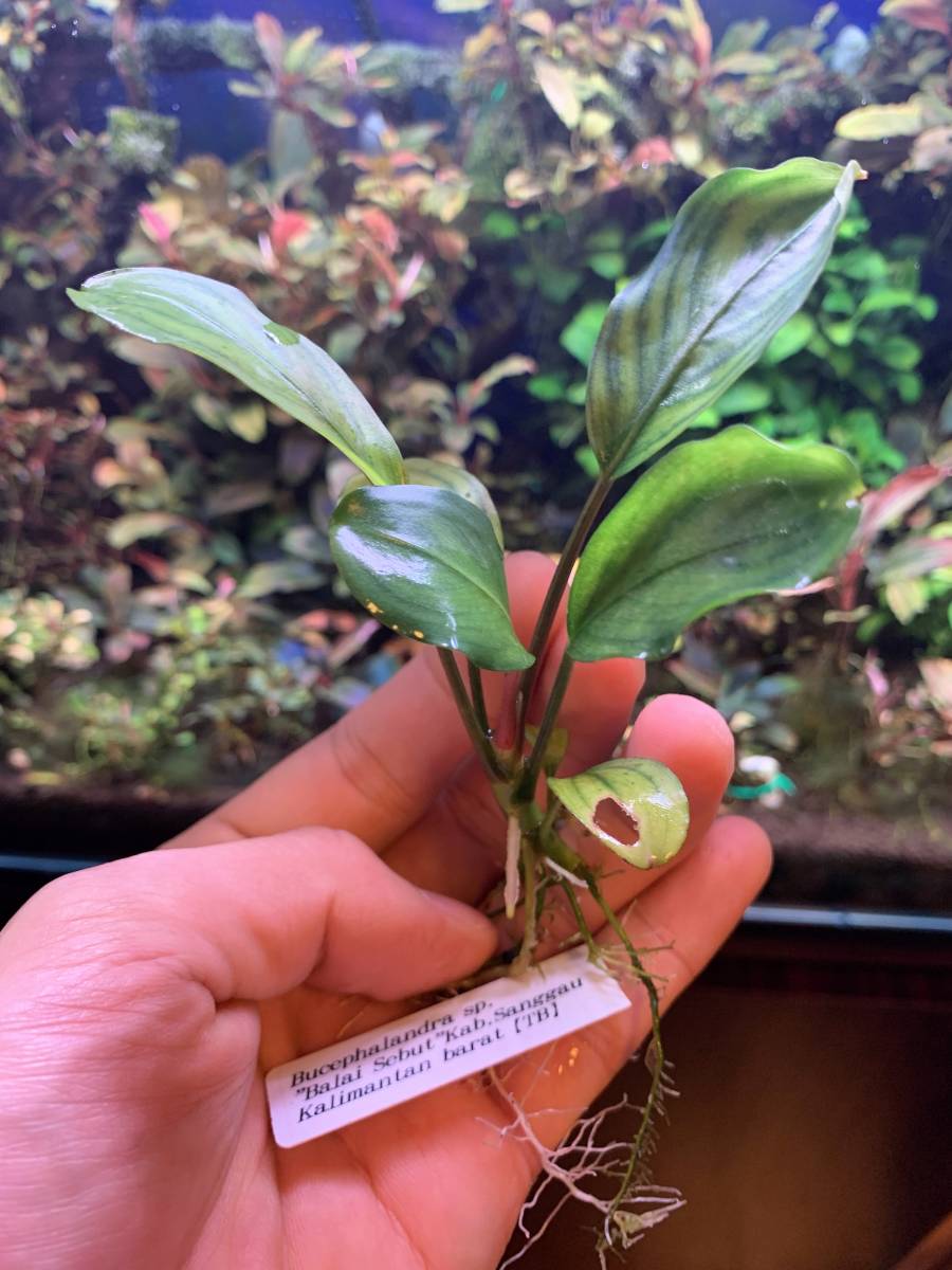 Buce sp. ”Balai sebut” Kab.Sanggau TB便 Bucephalandra sp. ”Balai sebut” Kab.Sanggau TB便