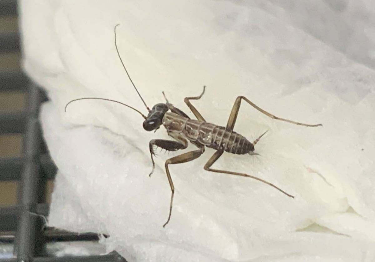 ケンランカマキリ 新成虫♂1頭