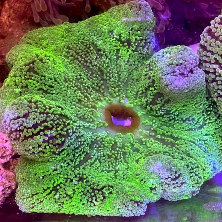 セール石垣島産ハタゴイソギンチャク・Pur&Gre・約２５ｃｍ１７ 極美！石垣島産・ハタゴイソギンチャク・Pur\u0026Gre・約３５ｃｍ００１