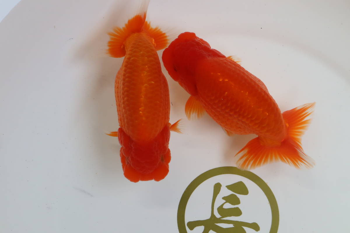 湊らんちゅう】◇特選◇第65回日本らんちゅう協会全国大会-弐歳魚立