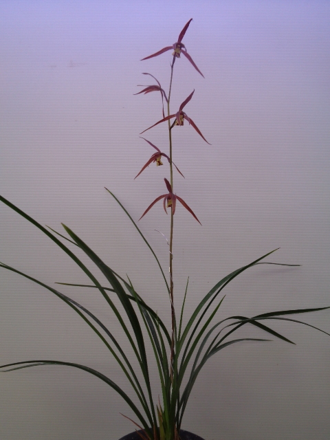 ○寒蘭 高知県宿毛市橋上町産（払越紅超大輪） A-57