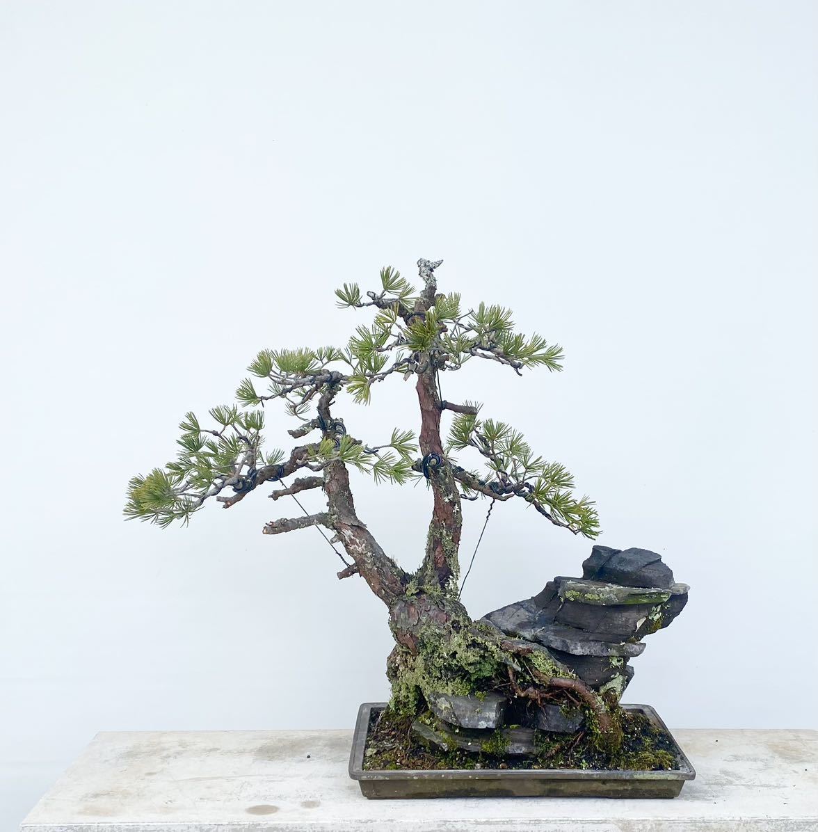 白木盆栽園　双幹　瑞祥　五葉松　八房　樹高71センチ　盆栽黒松赤松五葉松観葉植物 白木盆栽園 双幹 瑞祥 五葉松 八房 樹高71センチ 盆栽黒松赤松五葉松