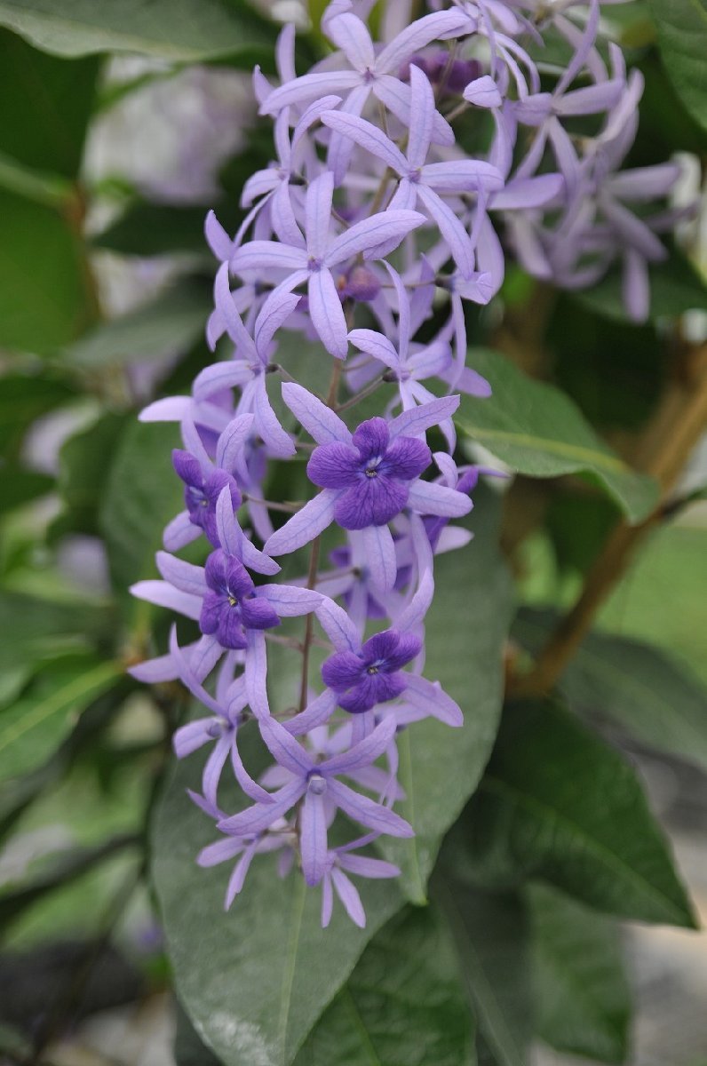 未使用】☆TO☆つる性熱帯花木ペトレア 大輪系 Petrea volubilis
