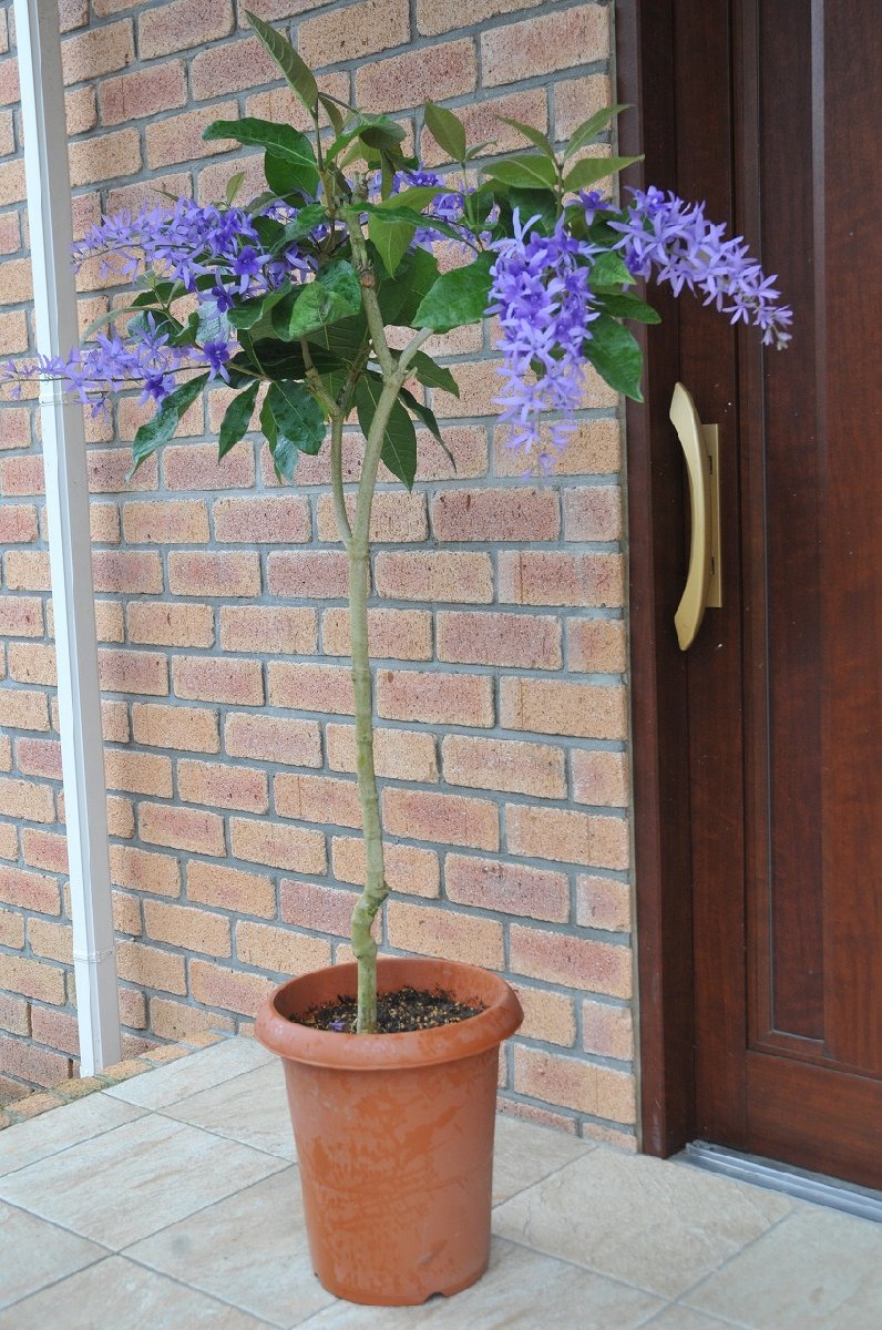 未使用】☆TO☆つる性熱帯花木ペトレア 大輪系 Petrea volubilis