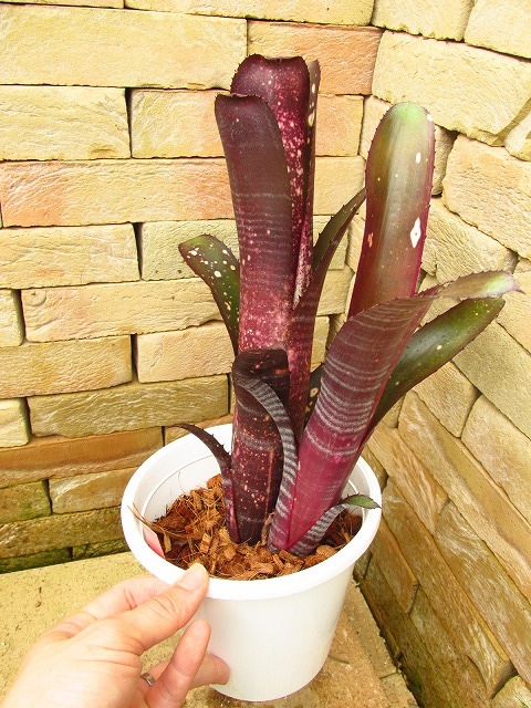 ビルベルギア ダースベイダー Billbergia Darth Vader（未使用