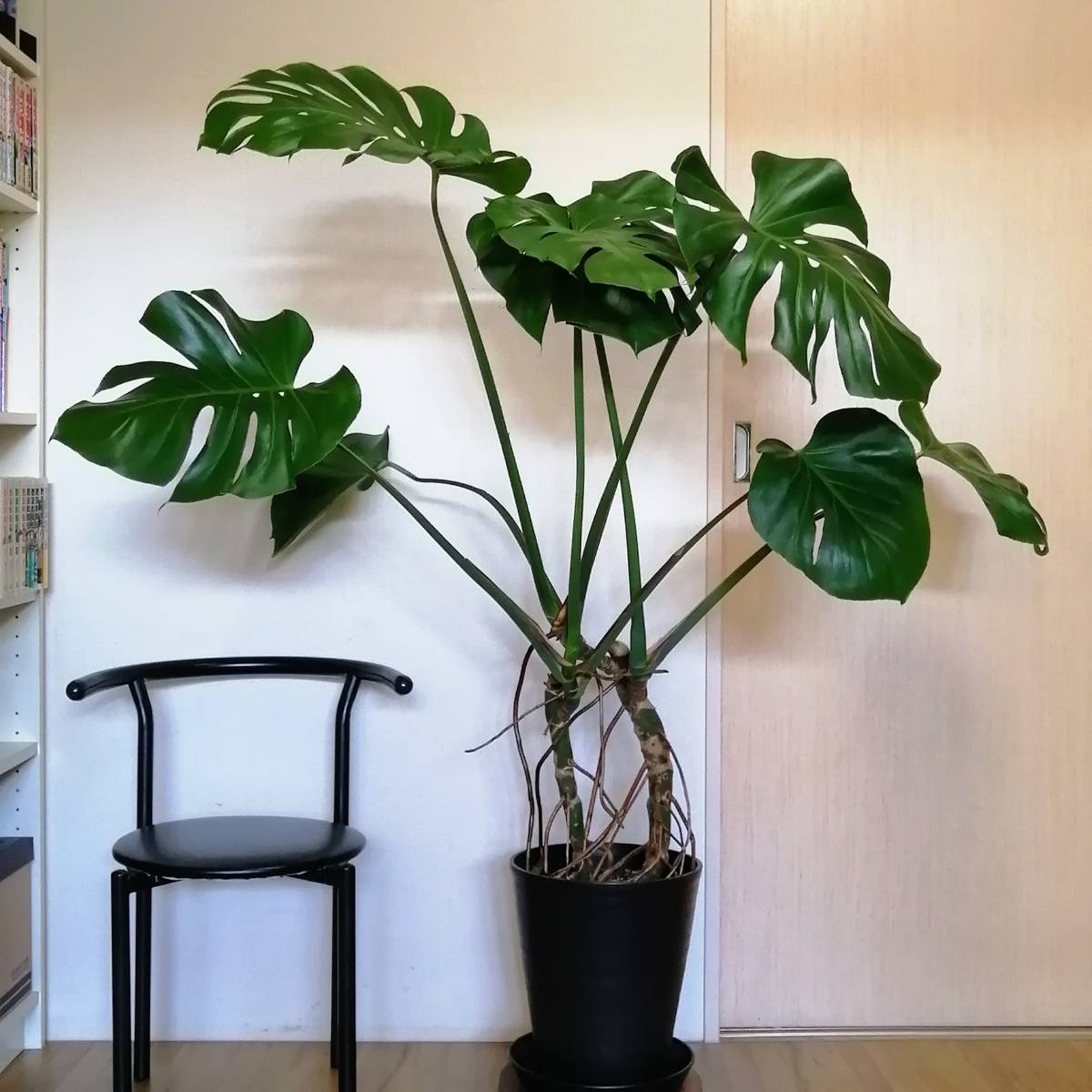 引き取り限定 モンステラ デリシオーサ 幹立ち 大株 引き取り限定 モンステラ デリシオーサ 幹立ち 大株