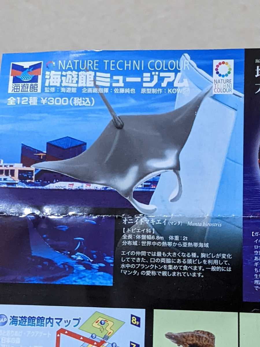 ネイチャーテクニカラー　海遊館　オニエイトマキエイ 海遊館ミュージアム オニイトマキエイ ネイチャーテクニカラー