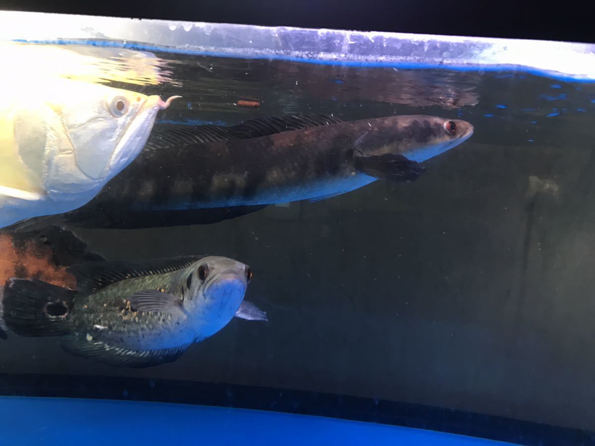 漆黒の チャンナメラノプテルス サンピット産 チャンナマルリオ