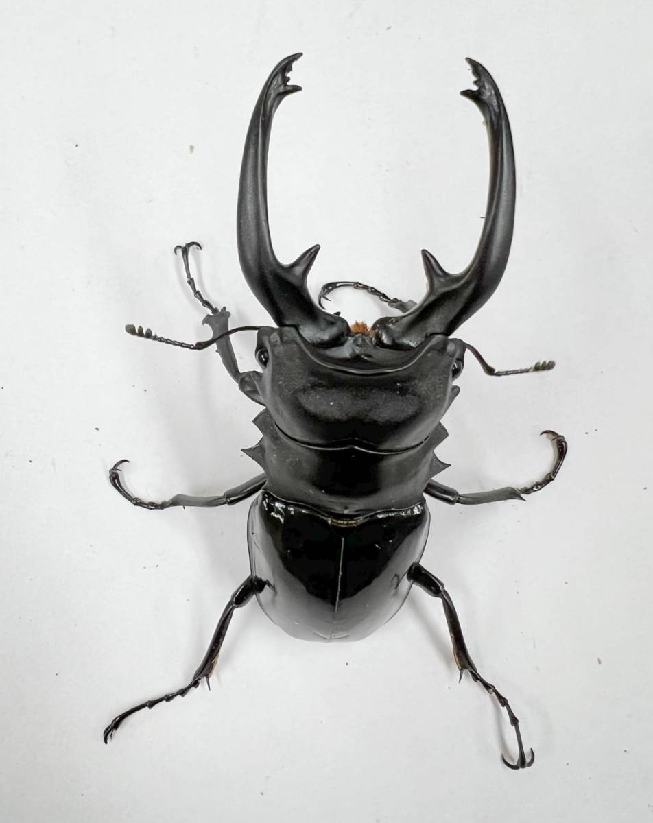 東北の虎。）♂83.0ミリ 20-D-16 TT川西産TheHeat-N21 川西産 東北の虎