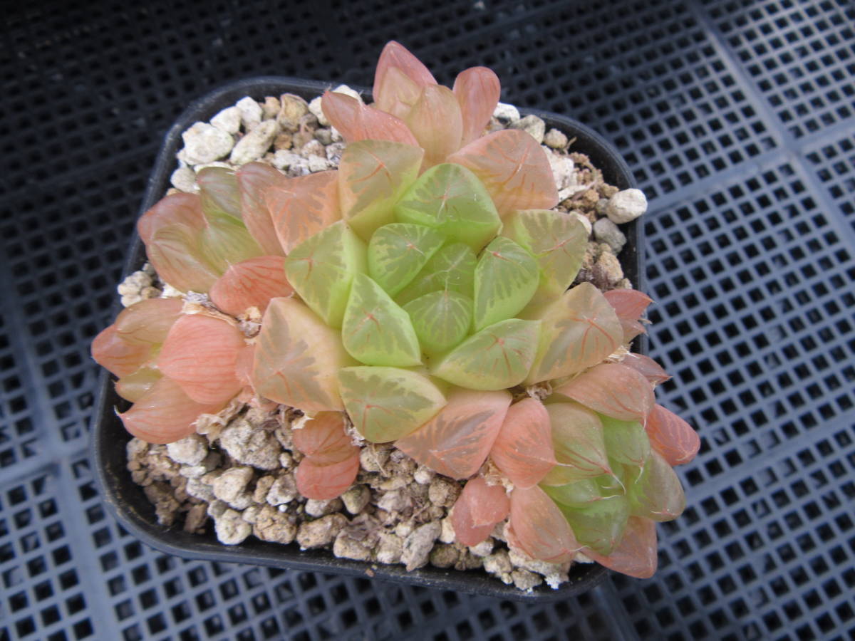 多肉植物オブツーサピンク② 多肉植物オブツーサピンク②