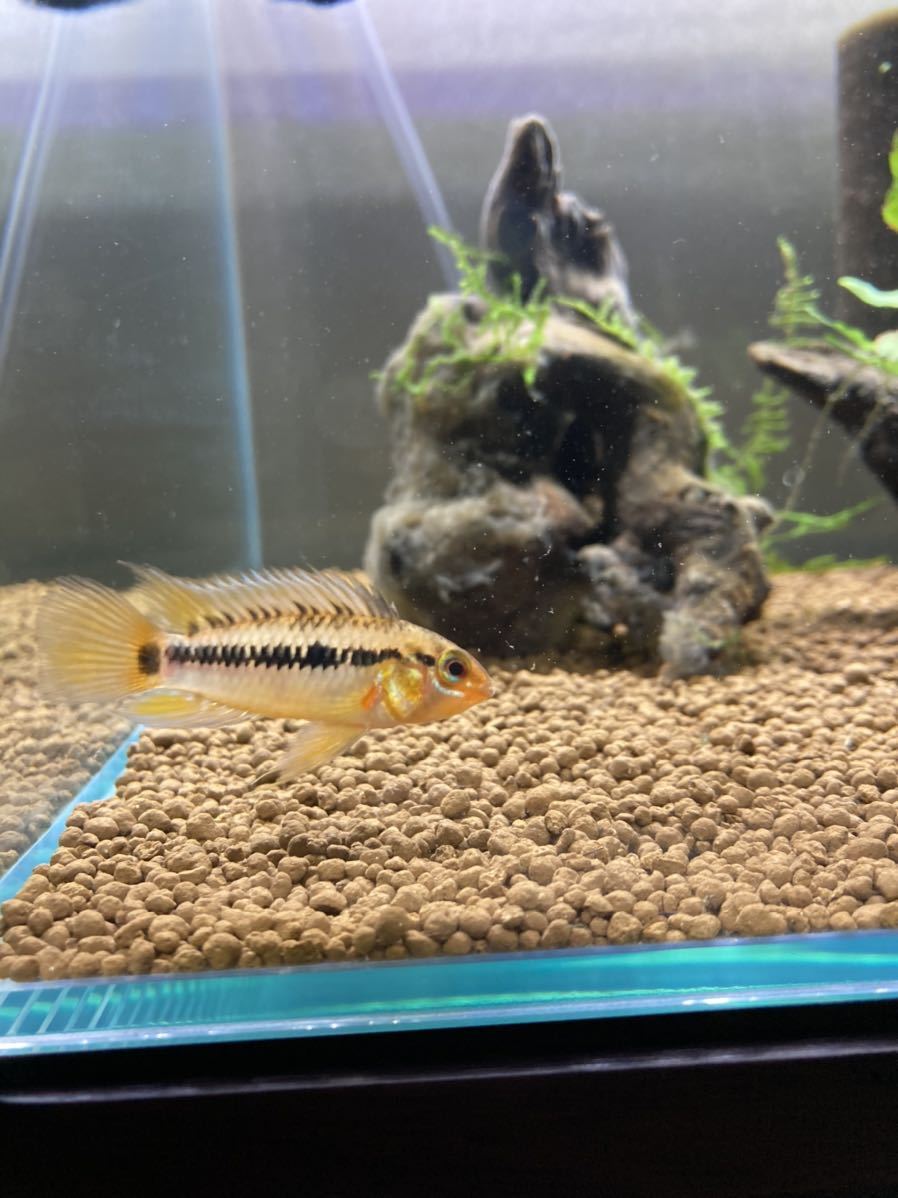 アピストグラマ cf. ビエジタ（Rio Manacasias近郊産）WILDのF1ペア