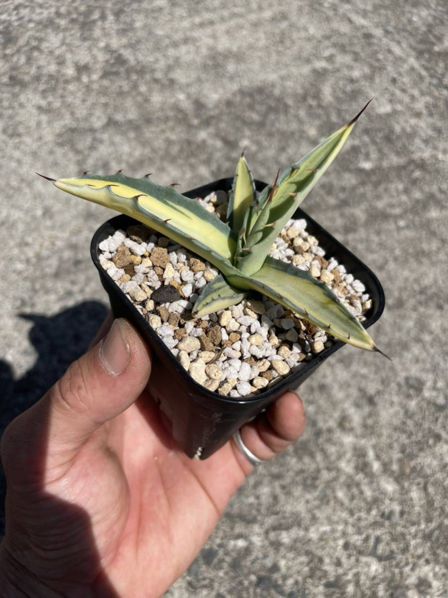 アガベ スカブラ錦 総柄中縞斑