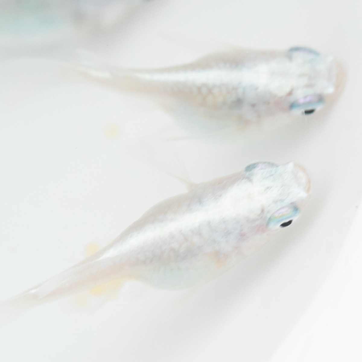 夜閃光ダルマ 筑後メダカ直系。