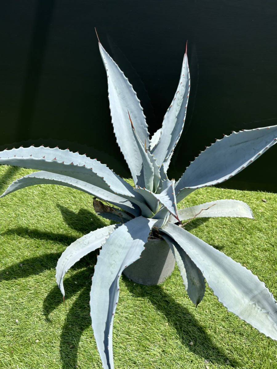 アガベ フランゾシニー 大株カキコ❗ アガベ フランゾシニー カキコ