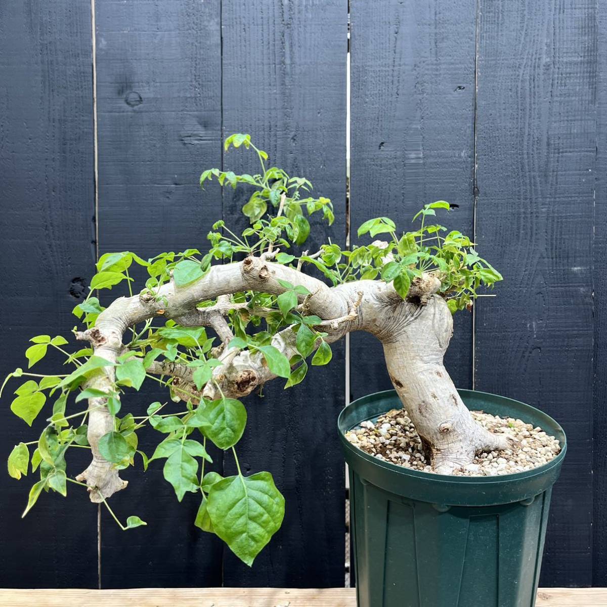 コミフォラ sp （数年前にドレイクブロックマニーとして入荷株）検索用