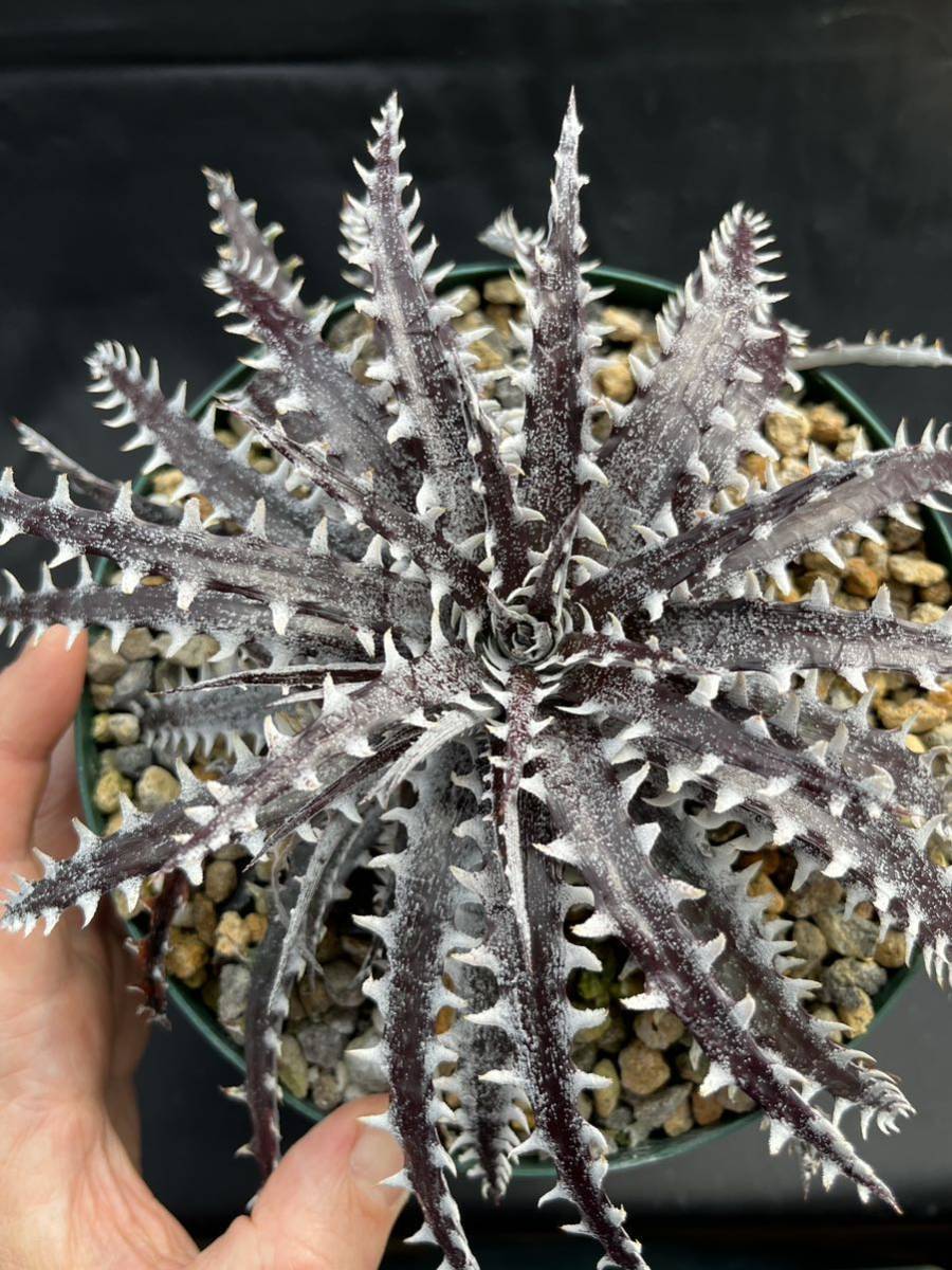 ディッキア Dyckia ‘Advent Rising’ ⑴ やや傷や汚れあり】ディッキア Dyckia 'Advent Rising' code No