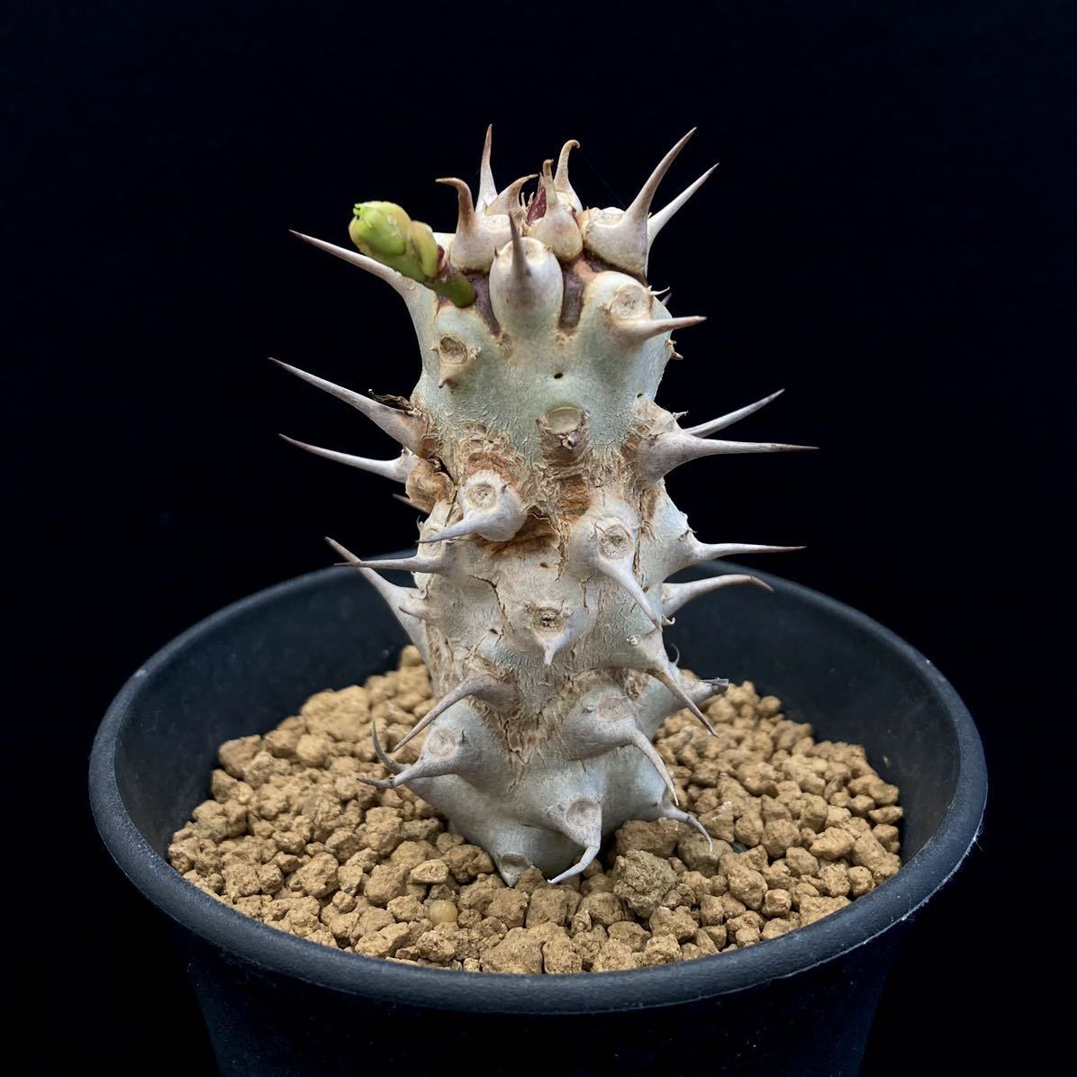 ユーフォルビア　カンダレンシス　多肉植物　サボテン　パキポディウム ユーフォルビア カンダレンシス 多肉植物 サボテン パキポディウム