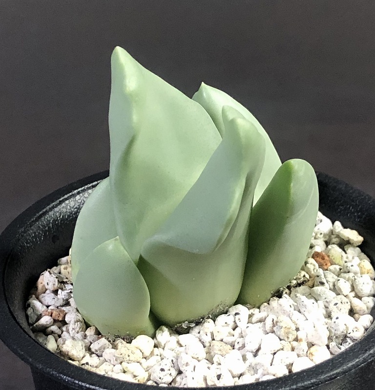 ヘレアンサス メイエリ 翼 　コノフィツム　信州産 herreanthus meyeri Conophytum (Herreanthus) コノフィツム Gallery