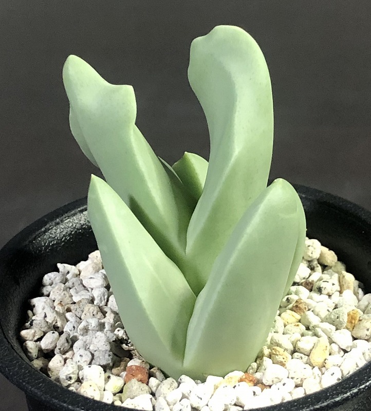 herreanthus meyeri Conophytum (Herreanthus) コノフィツム Gallery