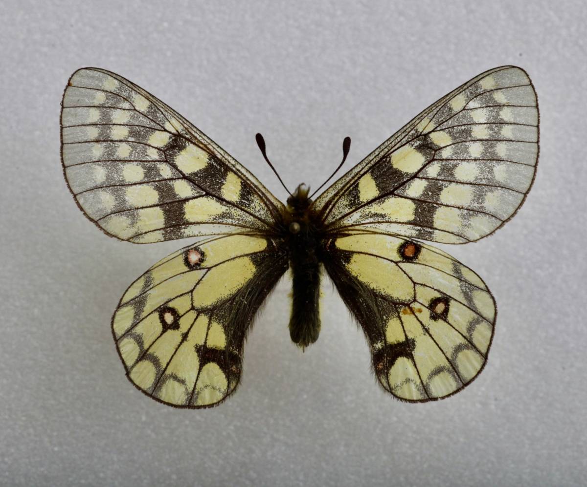 ウスバキチョウ（ロシア）ペア 【公式通販】