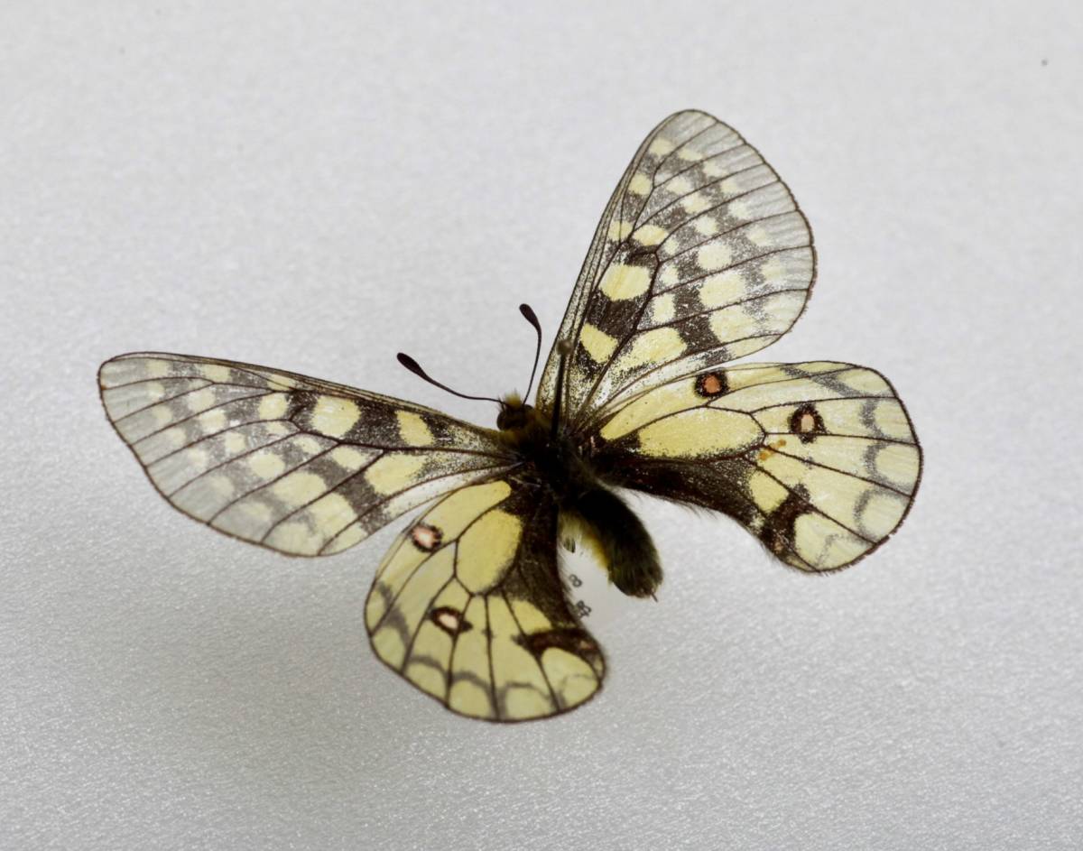 ウスバキチョウ 蝶 標本 【公式通販】