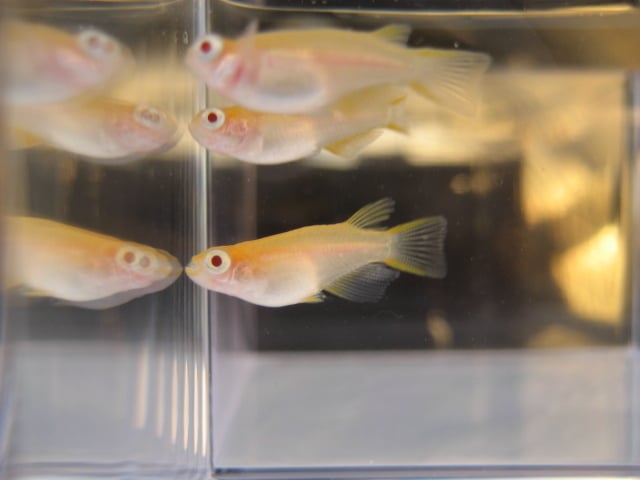 ■かぐや姫光(アルビノ)だるま半ダルマセルフィン入り計6匹！