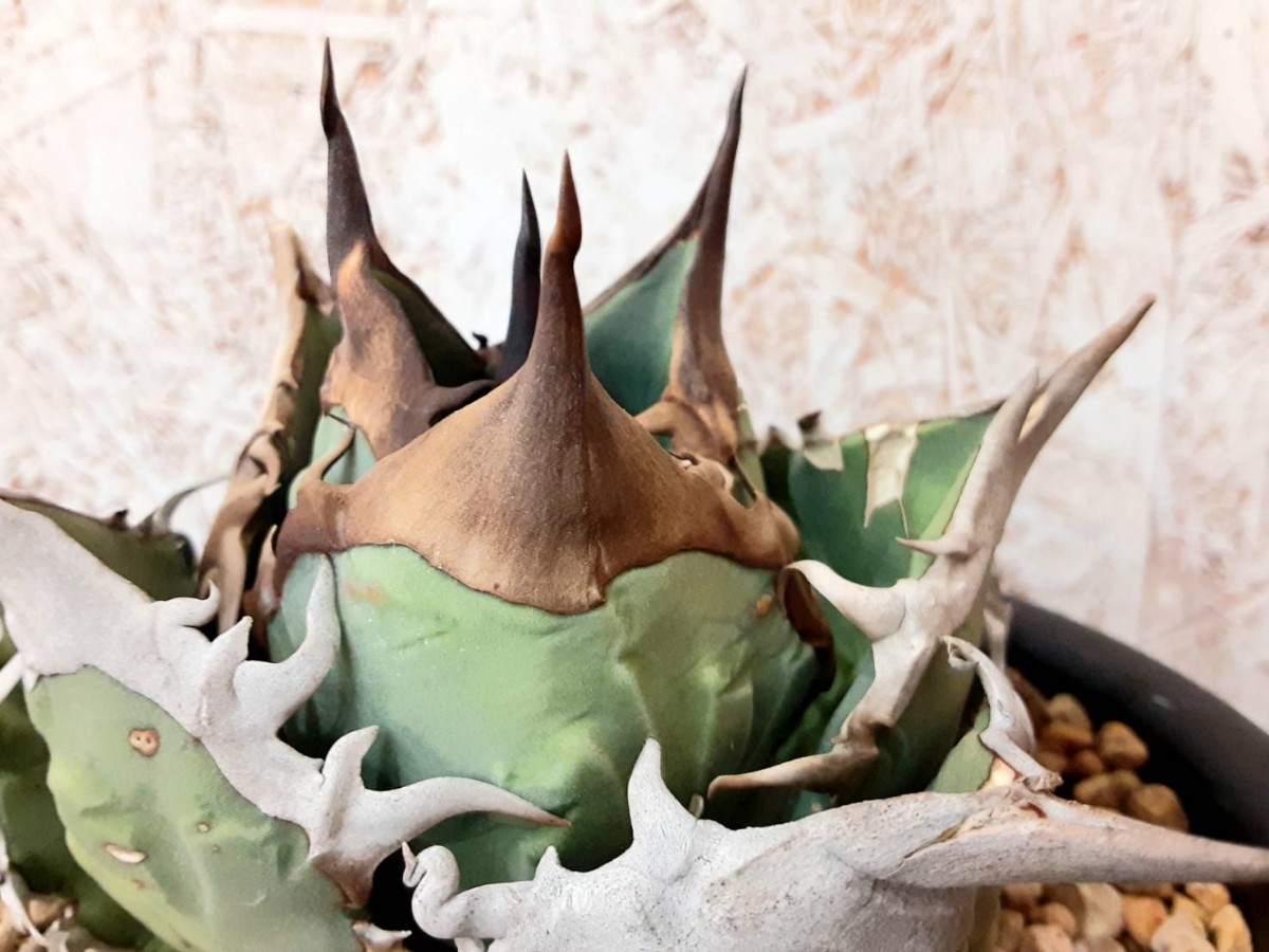 アガベオアハカオテロイ胴切子株