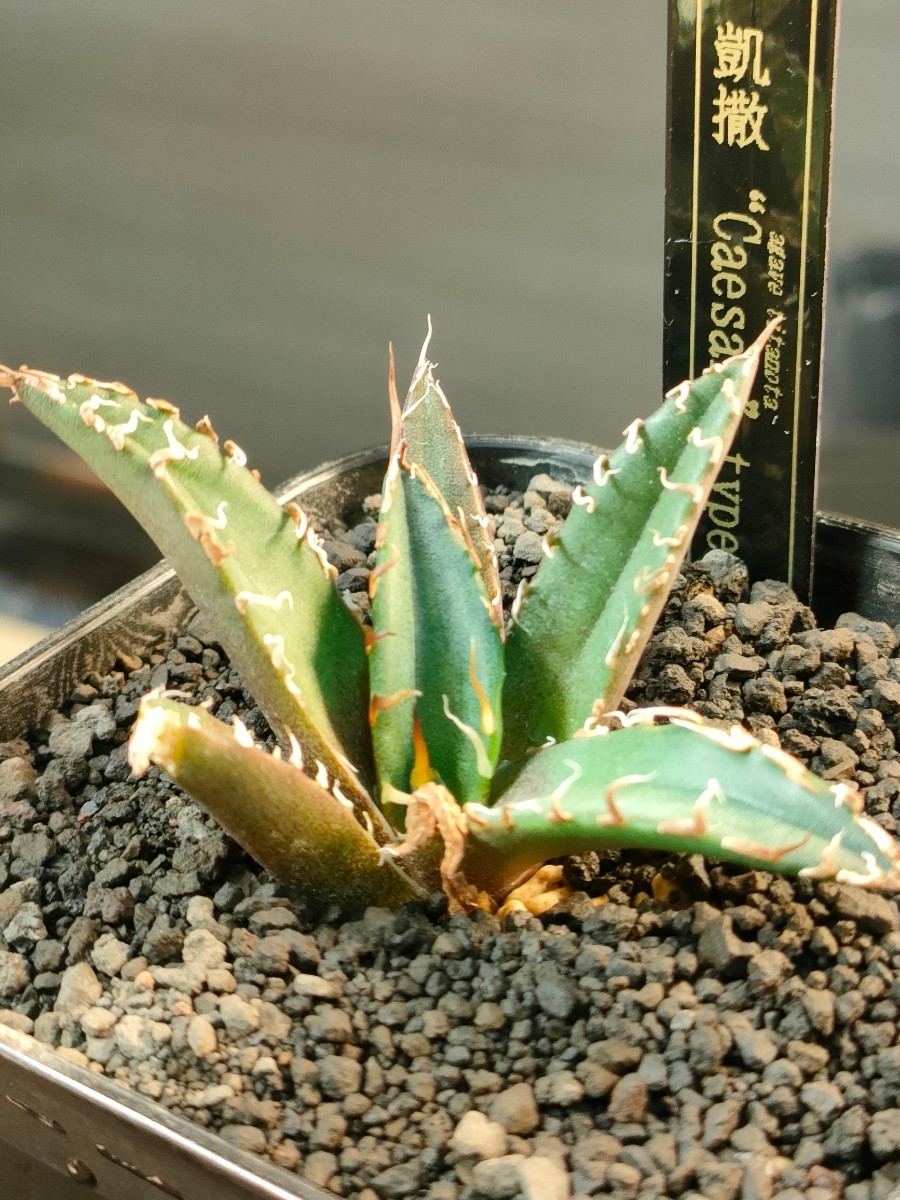 アガベ オテロイ 実生選抜育成株No① 【11/24撮影】 ☆発根済子株